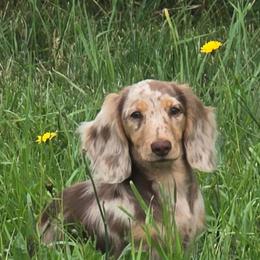 Sissy LaLa - Dapple female Dachshund puppy in Ethel, Washington from Mickey's Miracle Doxies