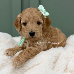 Mint collar JOY - Apricot female Goldendoodle puppy in Salem, Utah from Aspen Doodles