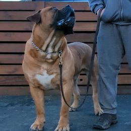 Boerboels from Iron Jaw Boerboels, LLC