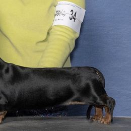 Dachshunds from Woodshafen