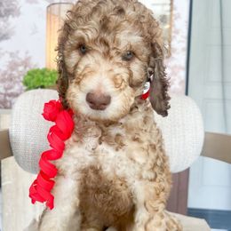 Beignet - Sable Poodle puppy in Corona, California from Garden Of Poodles
