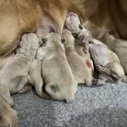 Pink - Light golden Golden Retriever puppy in Trenton, Texas from Scout's Legacy Golden Retrievers
