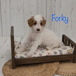 Forky - Parti male Poodle puppy in Williamsburg, Ohio from Iaroli’s  Small Standard Poodles