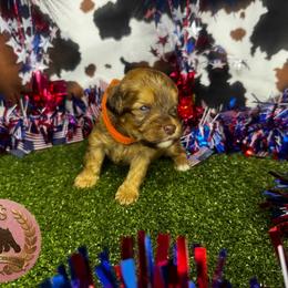 Buster - Wheaten male Miniature Schnauzer puppy in Edinburg, Texas from Forever Schnauzers