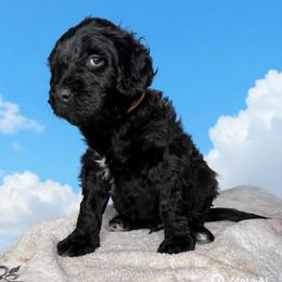 Junior Mint - Black male Barbet puppy in New Bedford, Massachusetts from Barbie's Barbets