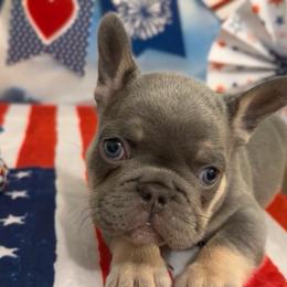 Ezra - Tricolors male French Bulldog puppy in Spokane, Washington from Lilac City Frenchies