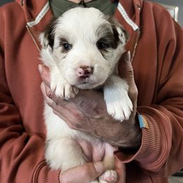Girl 2 - Red merle female Border Collie puppy in Memphis, New York from Dual Traxx Border Collies