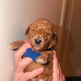 Lucky - Goldendoodle