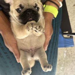 Girl 3 - Fawn female Pug puppy in Prairieville, Louisiana from Freedom Meadow Farm