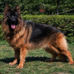 Ara - German Shepherd