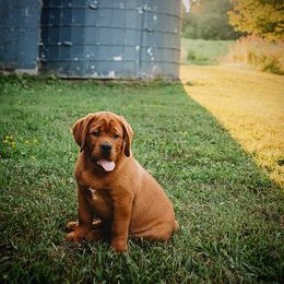 Labrador Retriever Puppies from Shadow Run Labradors