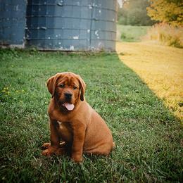 Labrador Retriever Puppies from Shadow Run Labradors