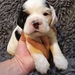 Lieutenant - Black white and tan male Cocker Spaniel puppy in Florence, South Carolina from Reddick's American Cocker Spaniels