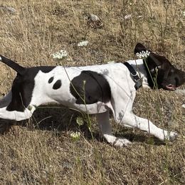 German Shorthaired Pointer Puppies from Wooldridge Kennels