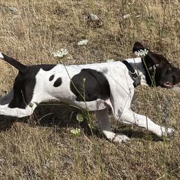 German Shorthaired Pointer Puppies from Wooldridge Kennels