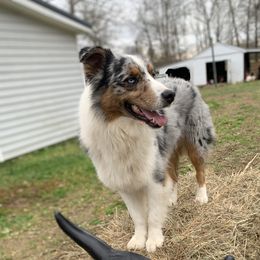 Flynn - Australian Shepherd