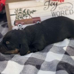 Betty - Black and tan female Dachshund puppy in Colbert, Oklahoma from Brooke Crenshaw