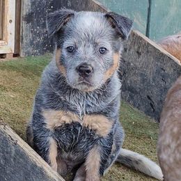 Jalapeno - Blue male Australian Cattle Dog puppy in China Grove, North Carolina from Indigojos Australian Cattle Dogs