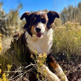 Sugar - Australian Shepherd