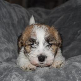 Paige Boy - White and tan male Russell Terrier puppy in Middletown, Virginia from DBF Russell Terriers