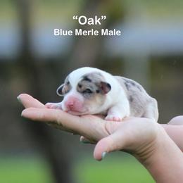 Oak - Blue merle and white male American Corgi puppy in Scio, Oregon from Abundant Joy Corgis