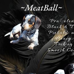 Meatball - Dachshund