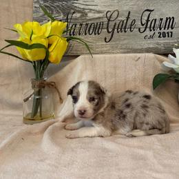 Stella - White and red merle female Border Collie puppy in Moody, Texas from Narrow Gate Farm