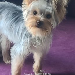 Yorkshire Terrier Puppies from HelloBeautifulYorkies