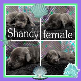 Shandy - Gray (blue) female Dachshund puppy in Deckerville, Michigan from Goldie Girls Ranch Dachshunds