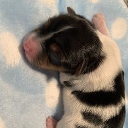 Yorkipoo and Yorkshire Terrier Puppies from Bougie Paws llc