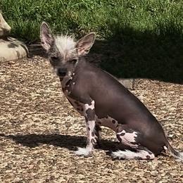 Biscuit - Slate male Chinese Crested puppy in Henderson, Kentucky from Western Kentucky Chihuahua’s and Chinese Crested’s