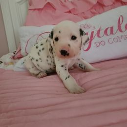 Dalmatian Puppies from BL Dalmatians