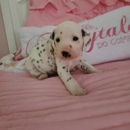 Dalmatian Puppies from BL Dalmatians