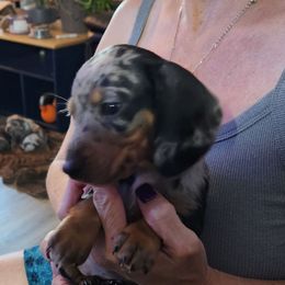 Little Sammy - Dapple male Dachshund puppy in Sacramento, California from Cathy's Dachshunds