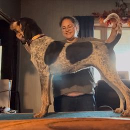 Magnolia - American English Coonhound