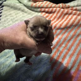 Chihuahua and Pembroke Welsh Corgi Puppies from Stephanie’s Corgi Colony