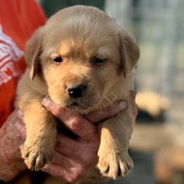 Legacy - Fox red male Dilute Retriever puppy in Baldwin City, Kansas from Hedge Lane Labradors