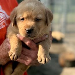 Legacy - Fox red male Dilute Retriever puppy in Baldwin City, Kansas from Hedge Lane Labradors