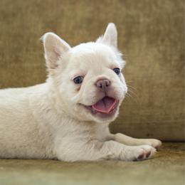 BAD BUNNY - White male French Bulldog puppy in Waikapu, Hawaii from Christine's French Bulldogs