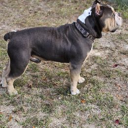 Bulldogs from Rebelxotics Bulldogs