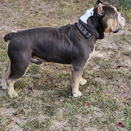 Bulldogs from Rebelxotics Bulldogs