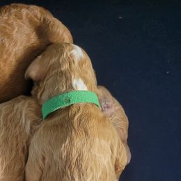 French Bulldog and Goldendoodle Puppies from Good Vibes Puppies
