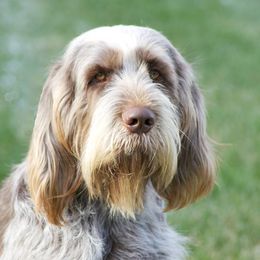 Spinoni Italiani from Spinone Italiano