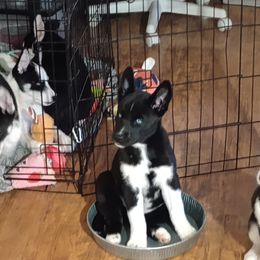 Companion Cross and Siberian Husky Puppies from High Mountain Crosses