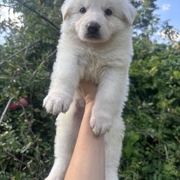 Pink Collar - White female German Shepherd puppy in Sylvania, Ohio from Mitso Shepherds