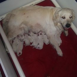 Golden Retriever Puppies from Kierra Golden Retrievers