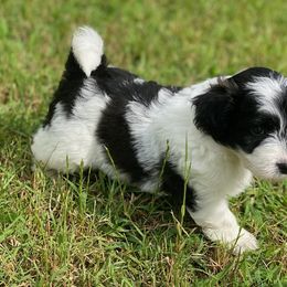 Ryder - Black and white Aussiedoodle puppy in Albertville, Alabama from Home Sweet Home Doodles LLC