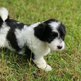 Ryder - Black and white Aussiedoodle puppy in Albertville, Alabama from Home Sweet Home Doodles LLC