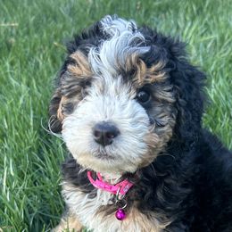 Bernedoodles from 864 Bernedoodles