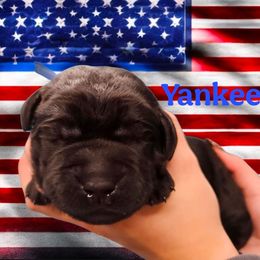 Yankee - Black male Dilute Retriever puppy in Sidney, Nebraska from Nebraska Strong Labradors